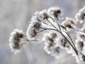 Winter plant Royalty Free Stock Photo