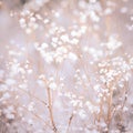 Winter plant background