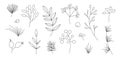 Winter plant elements. Elegant set of outline xmas elements for decoration. Winter Berries and floras simple shape.