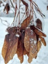 winter plant