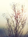 Winter Plant Silhouette Royalty Free Stock Photo