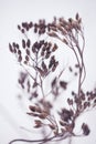 Winter Plant Silhouette Royalty Free Stock Photo