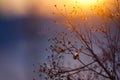 Winter Plant Silhouette at sunset Royalty Free Stock Photo