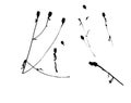 Winter plants. Abstract black and white photo.