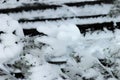 Winter Plants in the Alps European