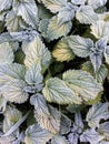 Winter plants texture background. Nettle leaves in hoarfrost Royalty Free Stock Photo