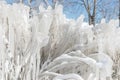 Frozen plants covered in snow with icicles