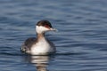 Winter plumage horned grebe podiceps auritus Royalty Free Stock Photo