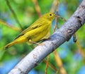 A winter plumage Warbler moves through a small green area just outside of the Amalia Island Greenway, in Florida. Royalty Free Stock Photo