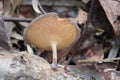 Winter Polypore fungus or Lentinus brumalis syn. Polyporus brumalis on tree branch