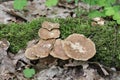 Winter Polypore fungus or Lentinus brumalis syn. Polyporus brumalis on tree branch