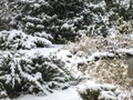 Winter is by the pond. Bushes of juniper and spruce are covered with snow.