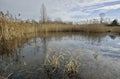 Winter pond with reedbed