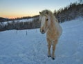 Winter pony Royalty Free Stock Photo