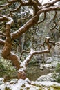 Winter in Portland Japanese Garden Royalty Free Stock Photo