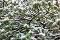 Winter in Portland Japanese Garden Royalty Free Stock Photo