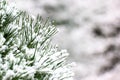 Winter in Portland Japanese Garden Royalty Free Stock Photo