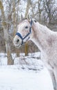 Winter portrait of an Arabian Thoroughbred horse Royalty Free Stock Photo