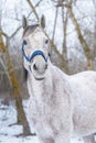 Winter portrait of an Arabian Thoroughbred horse Royalty Free Stock Photo