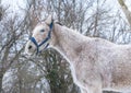 Winter portrait of an Arabian Thoroughbred horse Royalty Free Stock Photo