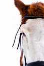 Winter portrait of a beautiful white and brown horse with blue eyes standing on the ice of a frozen lake. Royalty Free Stock Photo