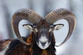 Winter portrait of big forest animal. Mouflon, Ovis orientalis, forest horned animal in nature habitat. Close-up portrait of mamma Royalty Free Stock Photo