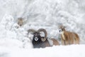 Winter portrait of big forest animal. Mouflon, Ovis orientalis, forest horned animal in nature habitat. Close-up portrait of Royalty Free Stock Photo