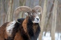Winter portrait of big mouflon animal
