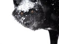 Winter portrait canadian black wolf isolated on white