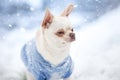 winter portrait of a chihuahua dog