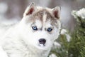 Winter portrait of a cute husky puppy against a background of snowy nature in the forest Royalty Free Stock Photo