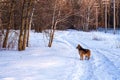 Huskie Colley dog walking in snow after a storm Royalty Free Stock Photo