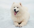 Winter portrait of cute white Samoyed dog lying on a snow Royalty Free Stock Photo