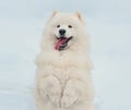 Winter portrait of cute white Samoyed dog standing on its hind legs on snow Royalty Free Stock Photo