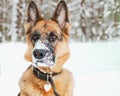 Winter portrait of funny German Shepherd dog. Royalty Free Stock Photo