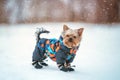 Winter portrait of a small Yorkshire Terrier dog in a funny warm suit. Royalty Free Stock Photo