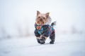 Winter portrait of a small Yorkshire Terrier dog in a funny warm suit. Royalty Free Stock Photo