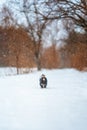 Winter portrait of a small Yorkshire Terrier dog in a funny warm suit. Royalty Free Stock Photo