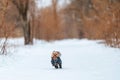 Winter portrait of a small Yorkshire Terrier dog in a funny warm suit. Royalty Free Stock Photo