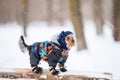 Winter portrait of a small Yorkshire Terrier dog in a funny warm suit. Royalty Free Stock Photo