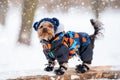 Winter portrait of a small Yorkshire Terrier dog in a funny warm suit. Royalty Free Stock Photo