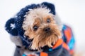 Winter portrait of a small Yorkshire Terrier dog in a funny warm suit. Royalty Free Stock Photo