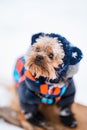 Winter portrait of a small Yorkshire Terrier dog in a funny warm suit. Royalty Free Stock Photo