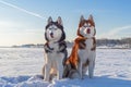 Winter portrait two cute Siberian husky dogs against the blue sky and snow field.