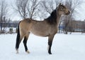 Winter portrait of a Welsh pony mare Royalty Free Stock Photo