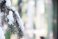 Winter view of branch with snow, defocused blur background
