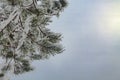 Winter Postcard with Pine Tree in Snow and Sunshine