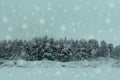 Winter postcard with snowy trees