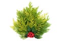 Winter Posy Decoration of Cedar Cypress Fir with Holly