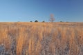 Winter Prairie Royalty Free Stock Photo